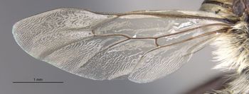 Media type: image;   Entomology 15712 Aspect: Wing hind